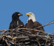 2016 06 05 Eagles 001